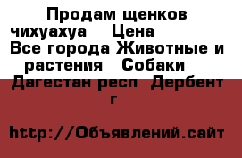 Продам щенков чихуахуа  › Цена ­ 10 000 - Все города Животные и растения » Собаки   . Дагестан респ.,Дербент г.